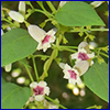 Tiny white trumpet shaped flowers