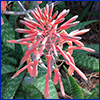 Pink-orange flower spike of soap aloe