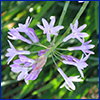 A cluster of small purple flowers arising on a single stem