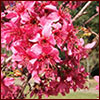 Hot pink flowers in a bunch on small tree