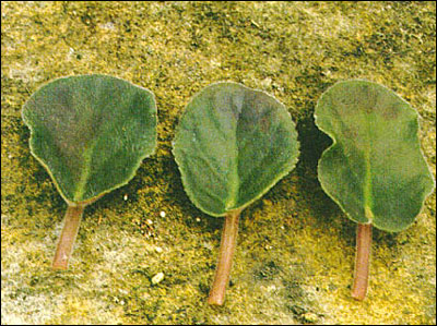 African violet foliage