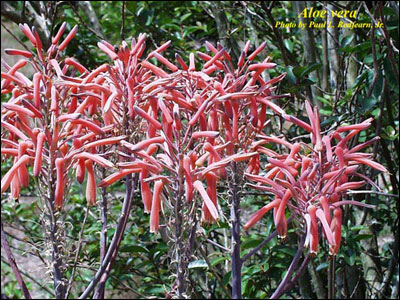 Flower of aloe plant