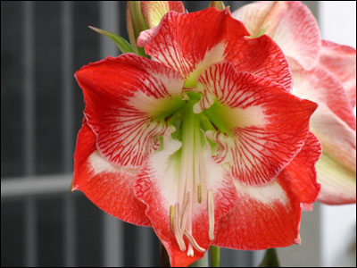 Amaryllis flower