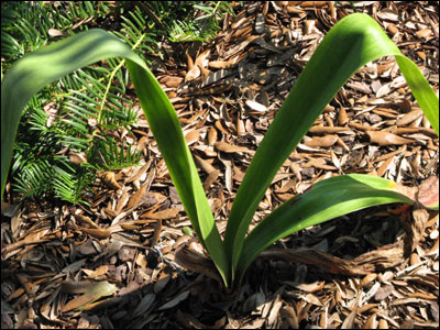 Amaryllis foliage