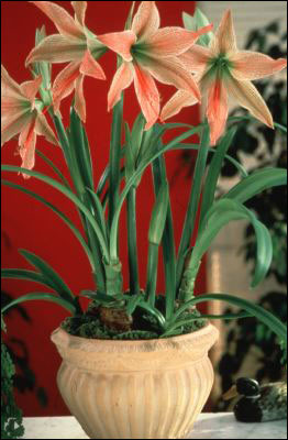 Amaryllis plant