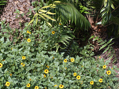 Beach sunflower plants