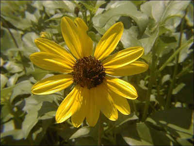 Beach sunflower