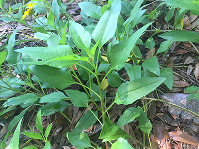 Beach sunflower foliage