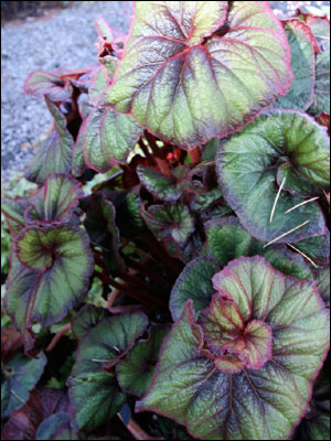 Begonia foliage