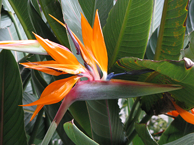 Bird of paradise flower