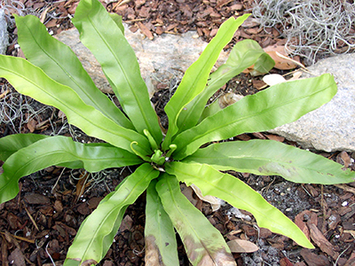 Bird's nest fern