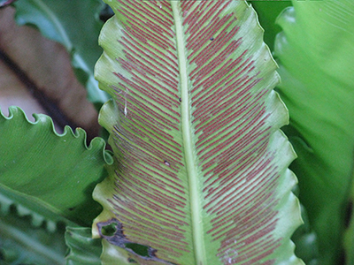 Reproductive spores on the underside of a birds nest fern leaf