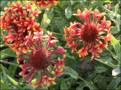 Double blossom blanket flower