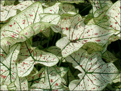 Caladium 'Cranberry Star'