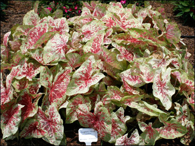 Caladium 'Raspberry Moon'