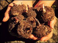 Caladium tubers