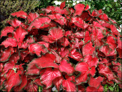 Caladium 'UF 404'