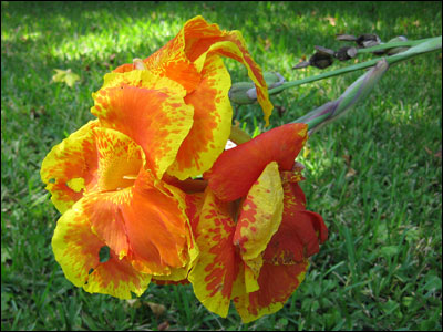 Canna flower