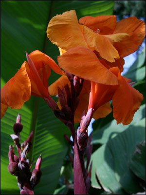 Orange canna flower