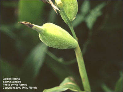 Canna fruit