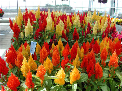 Celosia plants