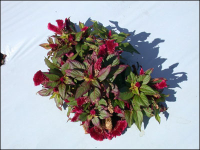 Celosia plant