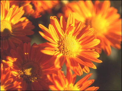 Orange chrysanthemum flowers