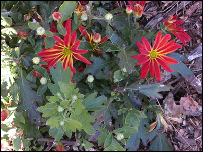 Chrysanthemum foliage