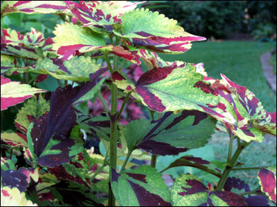 Coleus foliage