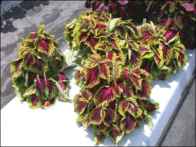 Coleus plant