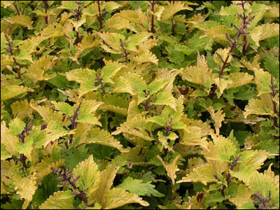 Yellow coleus