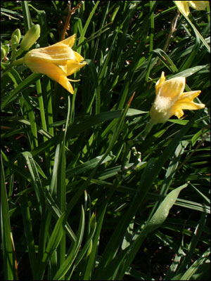 Daylilies and foliage