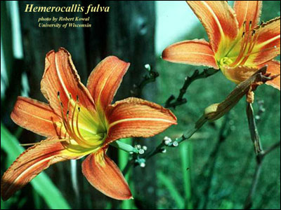 Orange daylily flower