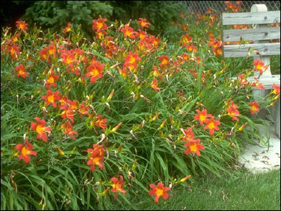 Daylillies