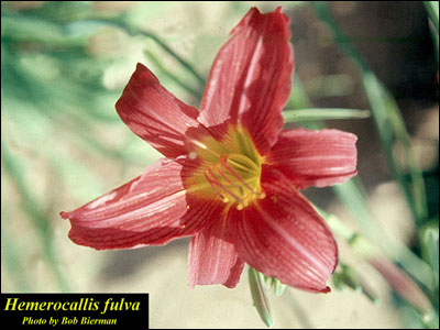 Red daylily flower