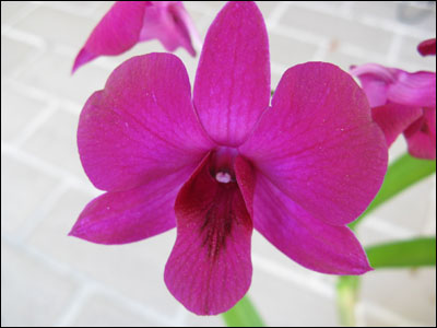 Dendrobium flower