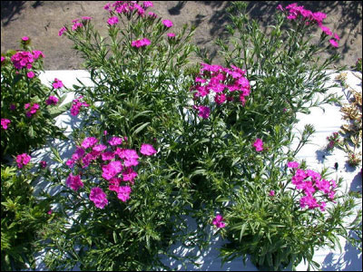 Dianthus plants