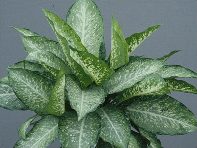 Dieffenbachia 'Star White'