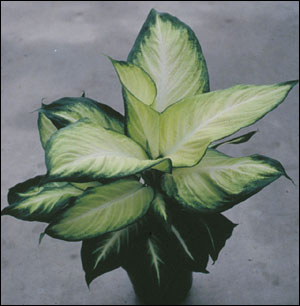 Dieffenbachia 'Triumph'