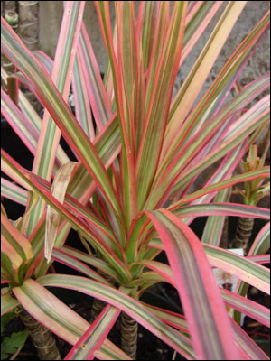 Foliage of dracaena