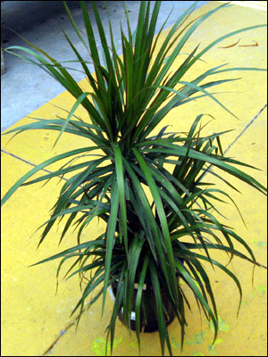 Dracaena