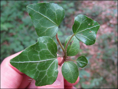 English ivy foliage