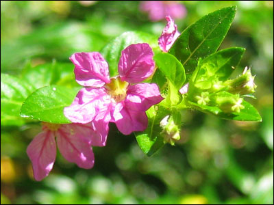 Mexican heather flower