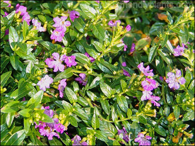 Mexican heather foliage