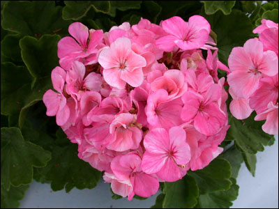 Pink geranium flower