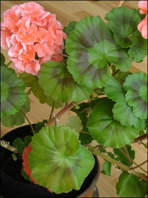 Geranium foliage