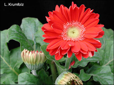 Red gerbera flower