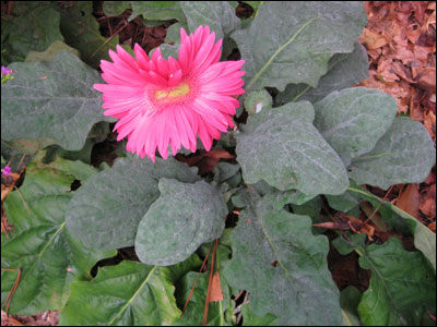 Pink gerbera with foliage