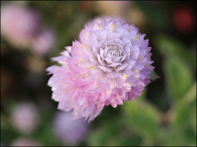 Single globe amaranth flower