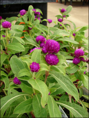 Globe amaranth flowers and foliage